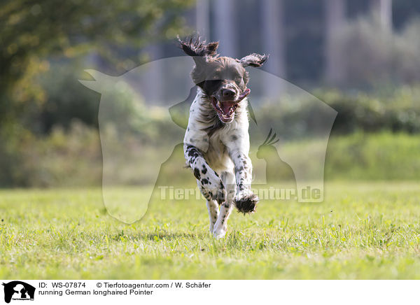 running German longhaired Pointer / WS-07874