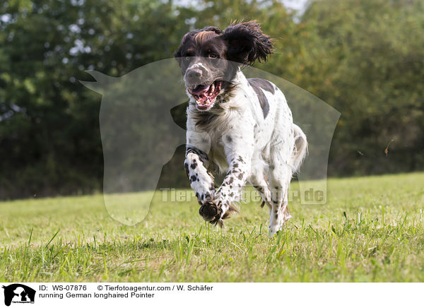 running German longhaired Pointer / WS-07876
