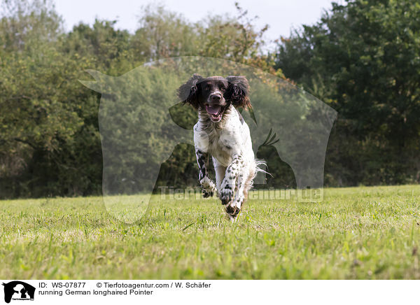 running German longhaired Pointer / WS-07877