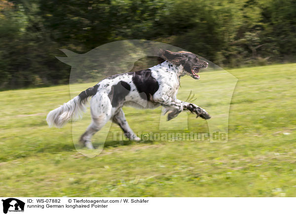 rennender Deutsch Langhaar / running German longhaired Pointer / WS-07882