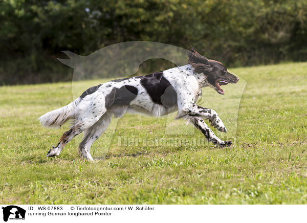 running German longhaired Pointer / WS-07883
