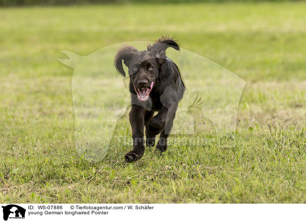 young German longhaired Pointer / WS-07886