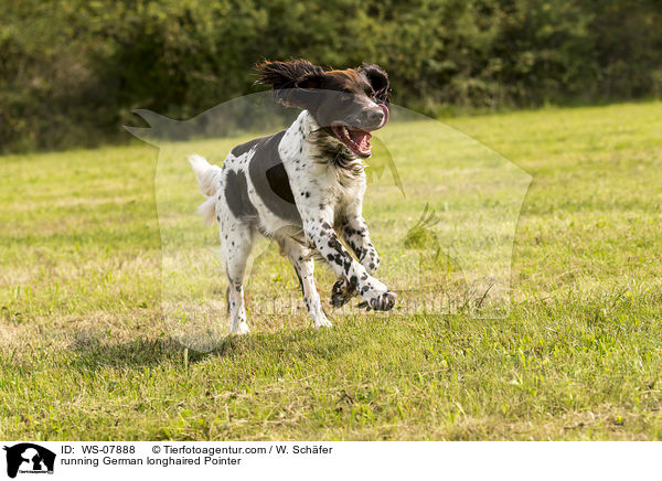 running German longhaired Pointer / WS-07888