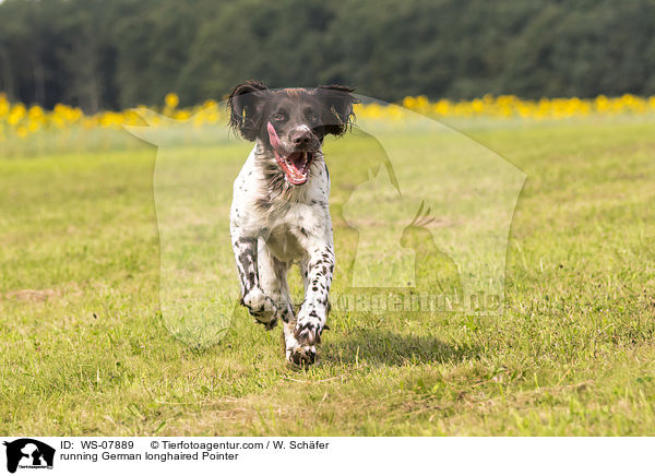 running German longhaired Pointer / WS-07889