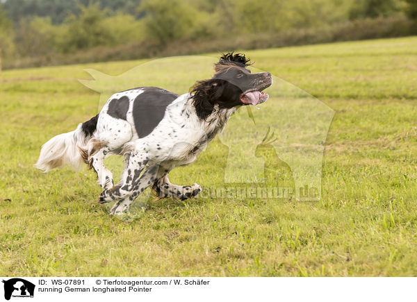 running German longhaired Pointer / WS-07891