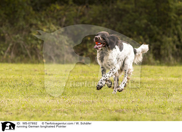 running German longhaired Pointer / WS-07892