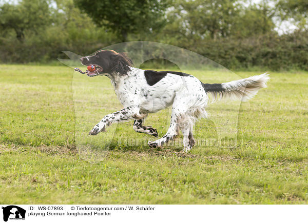 playing German longhaired Pointer / WS-07893