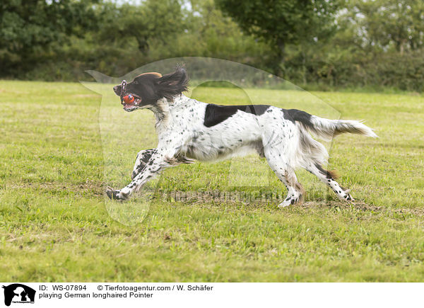 playing German longhaired Pointer / WS-07894
