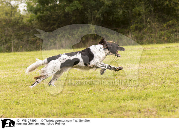 running German longhaired Pointer / WS-07895