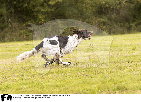 running German longhaired Pointer / WS-07896