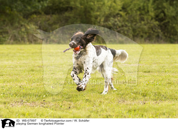playing German longhaired Pointer / WS-07897