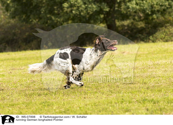 running German longhaired Pointer / WS-07898