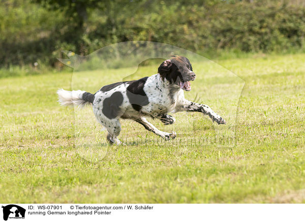 running German longhaired Pointer / WS-07901