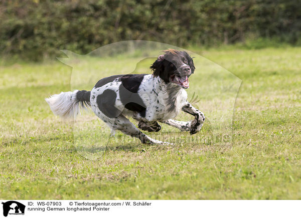 running German longhaired Pointer / WS-07903