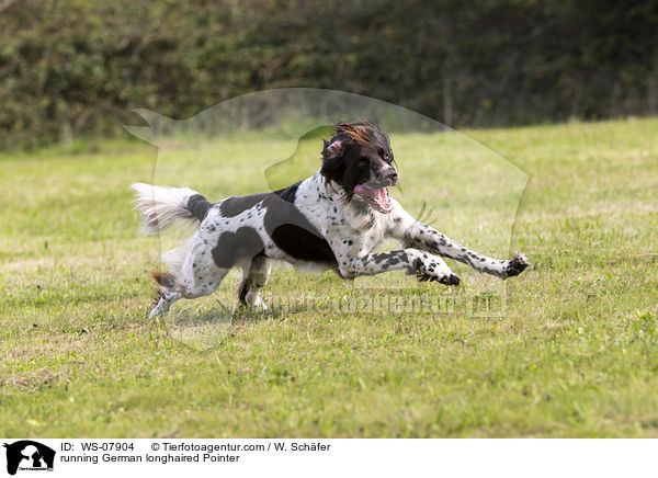 running German longhaired Pointer / WS-07904