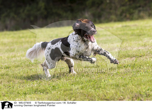 running German longhaired Pointer / WS-07905
