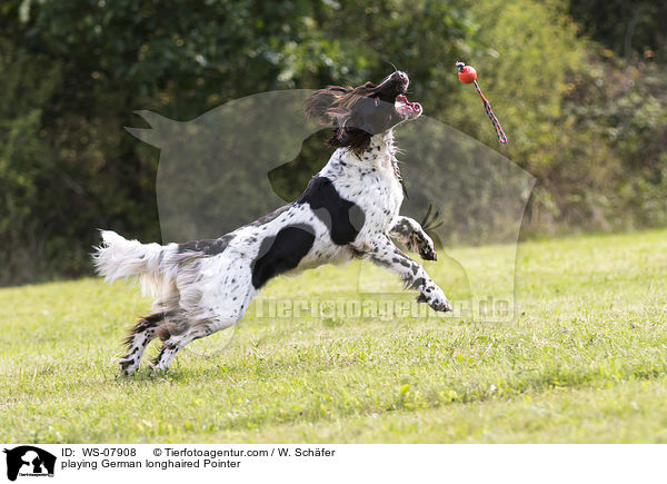 playing German longhaired Pointer / WS-07908