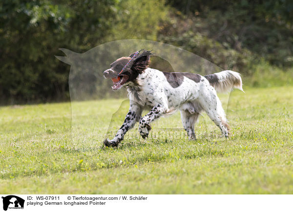 playing German longhaired Pointer / WS-07911
