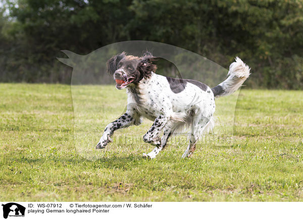 spielender Deutsch Langhaar / playing German longhaired Pointer / WS-07912