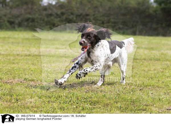 playing German longhaired Pointer / WS-07914