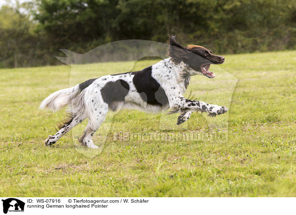 running German longhaired Pointer / WS-07916