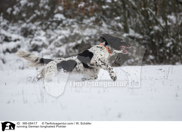 running German longhaired Pointer / WS-08417