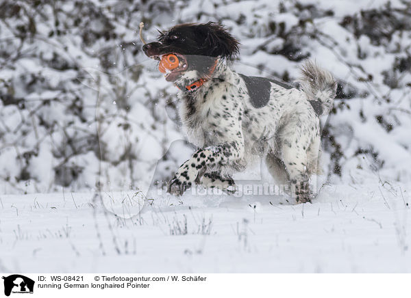running German longhaired Pointer / WS-08421
