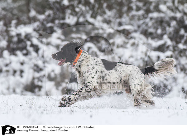 running German longhaired Pointer / WS-08424