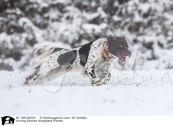 running German longhaired Pointer / WS-08425