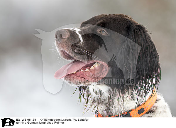 running German longhaired Pointer / WS-08428