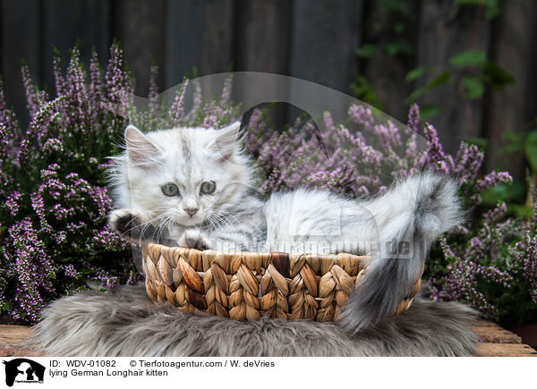 liegendes Deutsch Langhaar Ktzchen / lying German Longhair kitten / WDV-01082