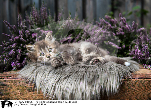 liegendes Deutsch Langhaar Ktzchen / lying German Longhair kitten / WDV-01085