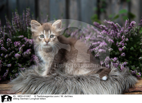 sitzendes Deutsch Langhaar Ktzchen / sitting German Longhair kitten / WDV-01087