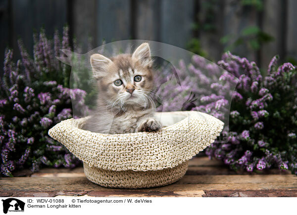 German Longhair kitten / WDV-01088