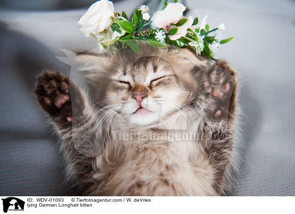 liegendes Deutsch Langhaar Ktzchen / lying German Longhair kitten / WDV-01093