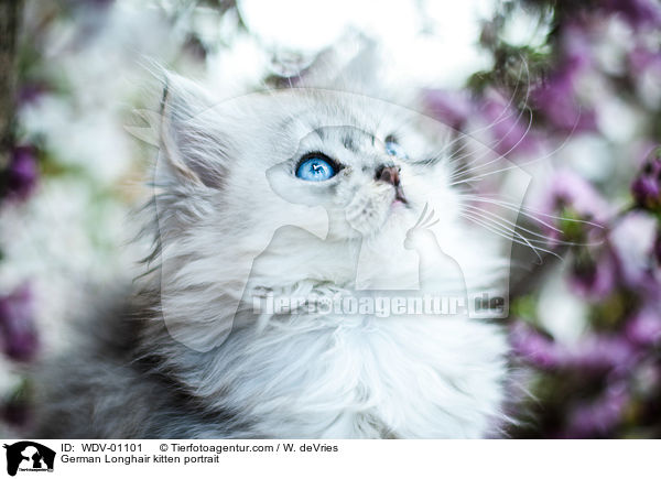 Deutsch Langhaar Ktzchen Portrait / German Longhair kitten portrait / WDV-01101