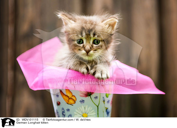 Deutsch Langhaar Ktzchen / German Longhair kitten / WDV-01115