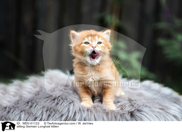 sitzendes Deutsch Langhaar Ktzchen / sitting German Longhair kitten / WDV-01123