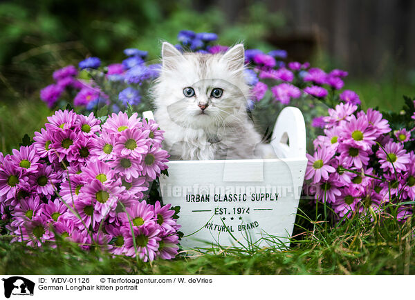 Deutsch Langhaar Ktzchen Portrait / German Longhair kitten portrait / WDV-01126