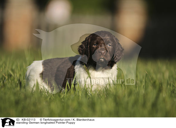 standing German longhaired Pointer Puppy / KB-02113