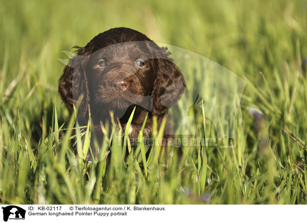 German longhaired Pointer Puppy portrait / KB-02117
