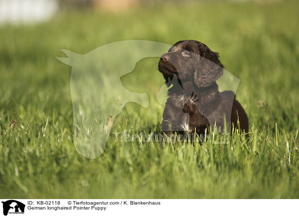 German longhaired Pointer Puppy / KB-02118