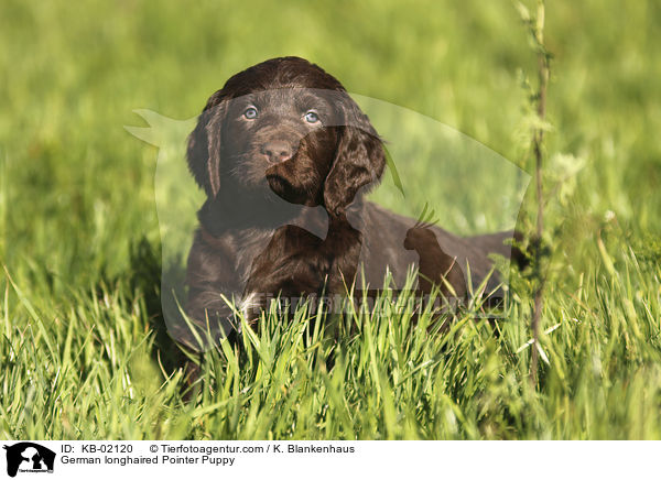 German longhaired Pointer Puppy / KB-02120