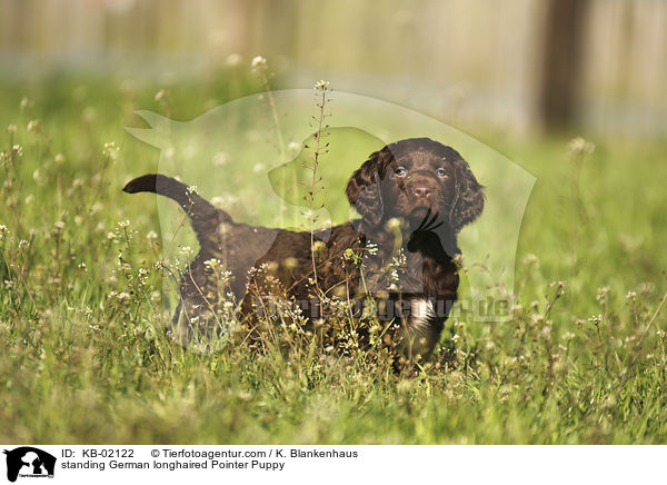 standing German longhaired Pointer Puppy / KB-02122