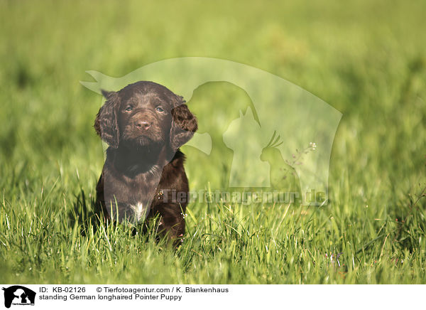 standing German longhaired Pointer Puppy / KB-02126