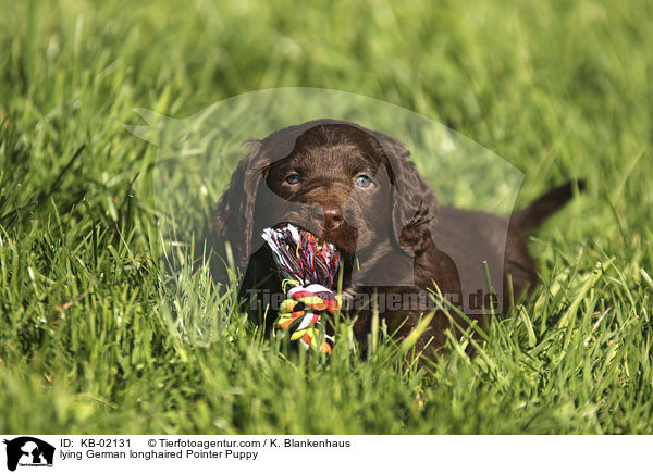 lying German longhaired Pointer Puppy / KB-02131