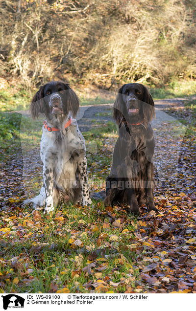 2 Deutsch Langhaar / 2 German longhaired Pointer / WS-09108