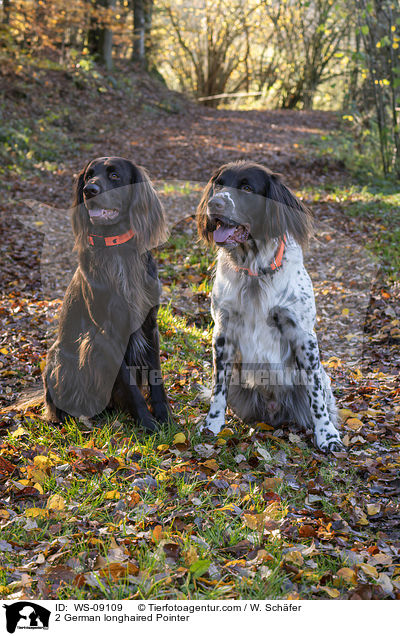 2 German longhaired Pointer / WS-09109
