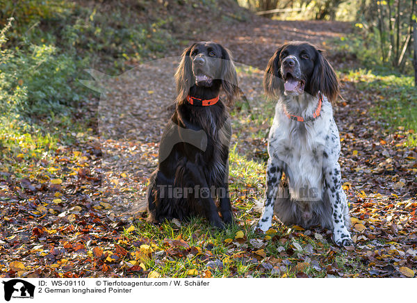 2 German longhaired Pointer / WS-09110