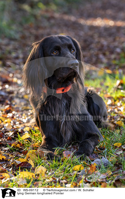 lying German longhaired Pointer / WS-09112